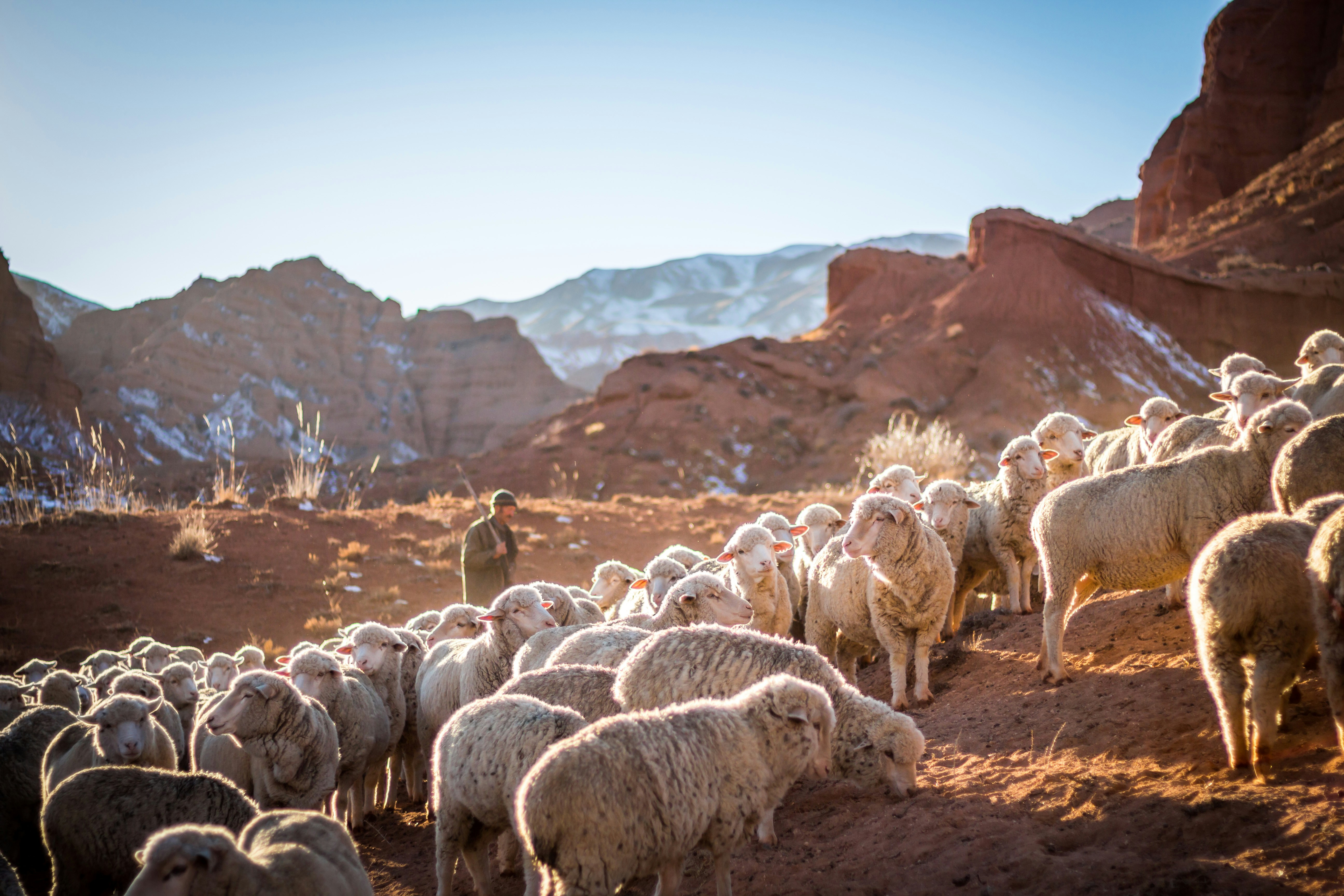 The Shepherd's Wife by Temitope Areo